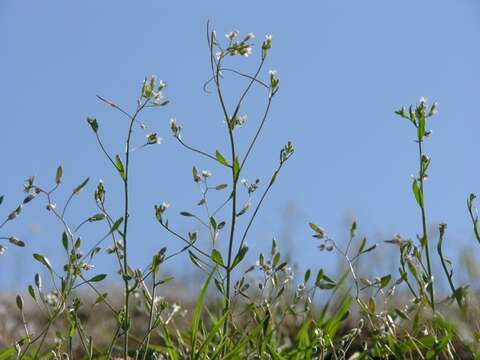 Plancia ëd Arabidopsis