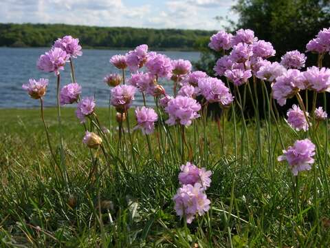 Imagem de Armeria maritima subsp. elongata (Hoffm.) Bonnier