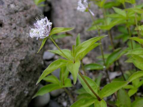 Plancia ëd Asperula