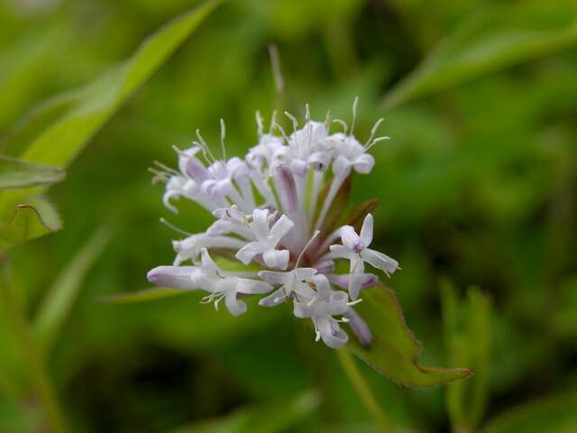 Plancia ëd Asperula