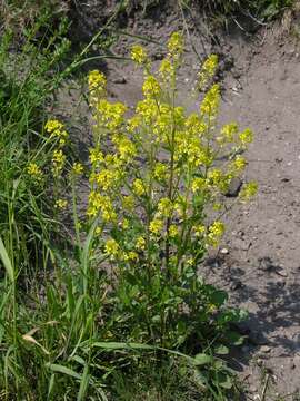 Image of Winter Cress