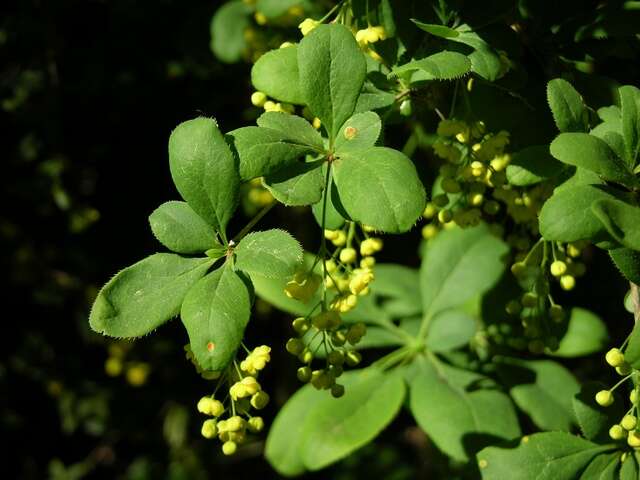 Image of Barberry