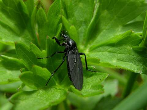 Image of Bibio