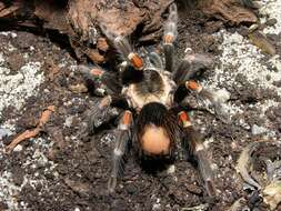 Image de Tarantule à genoux de feu du Mexique