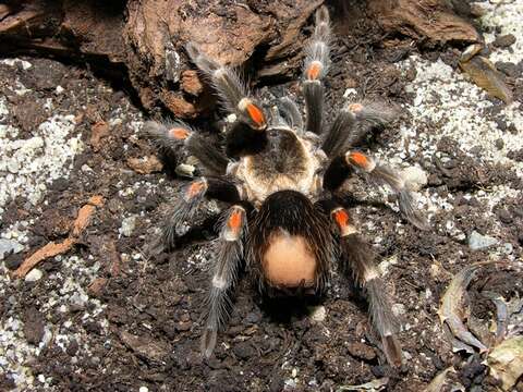 Imagem de Brachypelma auratum Schmidt 1992