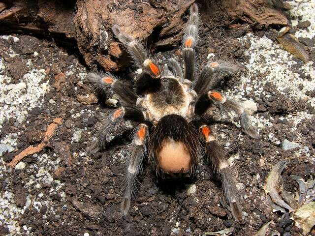 Слика од Brachypelma auratum Schmidt 1992