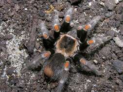 Image of Mexican flameknee tarantula