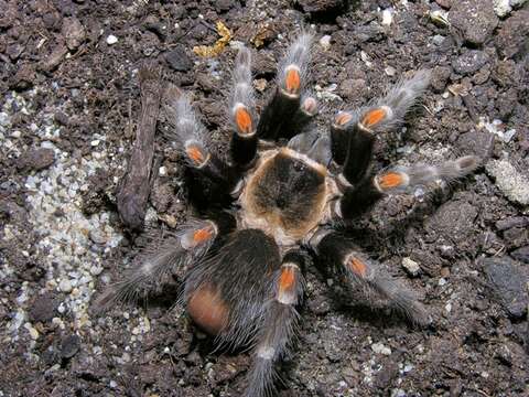 Слика од Brachypelma auratum Schmidt 1992