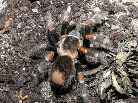 Image of Mexican flameknee tarantula