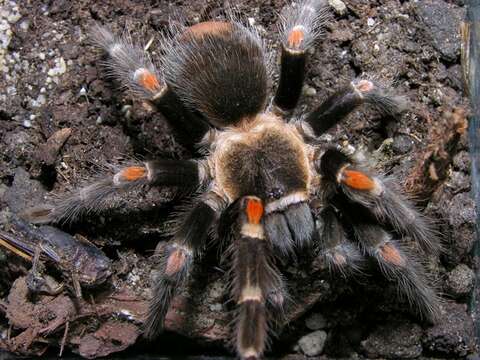 Image of Mexican flameknee tarantula