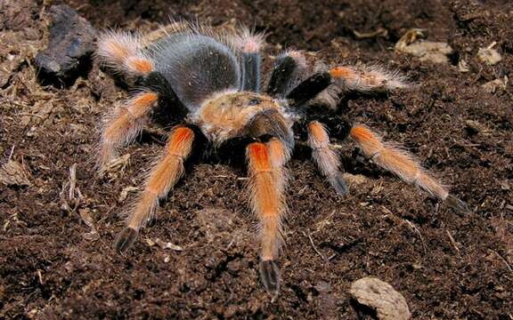 Image de Tarantule du Mexique à pattes rouille