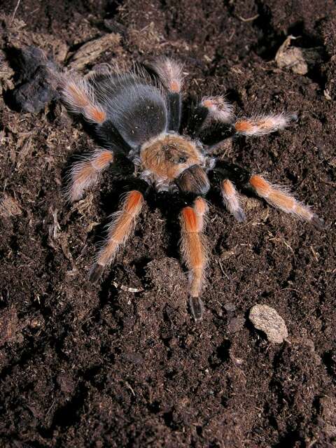 Image of Mexican Fireleg Tarantula