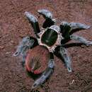 Image of Mexican Black Velvet Tarantula