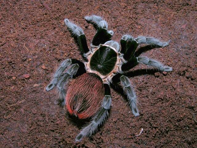 Image de Tarantule à croupion rouge du Mexique