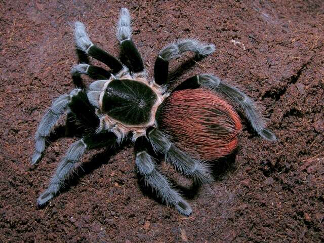 Image de Tarantule à croupion rouge du Mexique