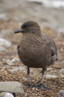 Image of Brown Skua