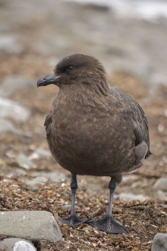 Image of Brown Skua