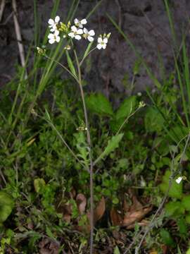 Image of rockcress