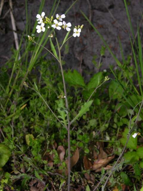 Arabidopsis arenosa (L.) Lawalrée的圖片