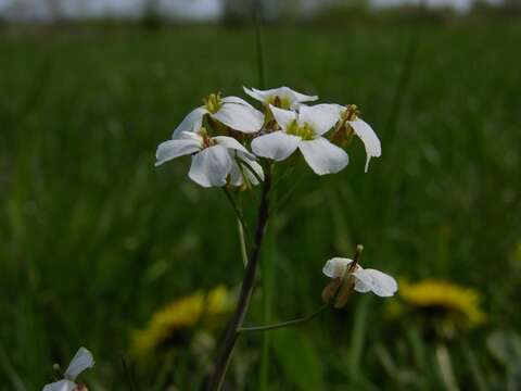 Image of rockcress