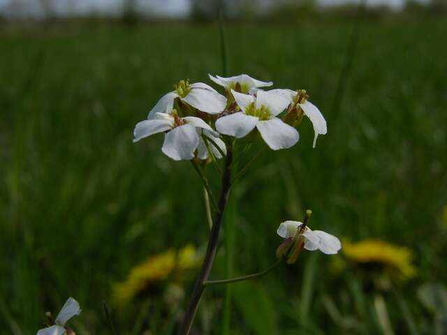 Plancia ëd Arabidopsis arenosa (L.) Lawalrée