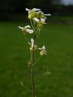 Plancia ëd Arabidopsis arenosa (L.) Lawalrée