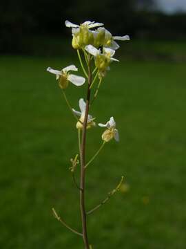 Arabidopsis arenosa (L.) Lawalrée的圖片