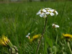 Arabidopsis arenosa (L.) Lawalrée的圖片