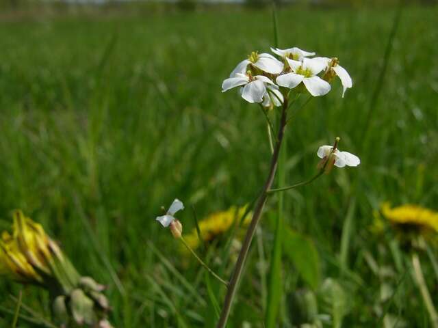 Arabidopsis arenosa (L.) Lawalrée的圖片