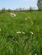 Plancia ëd Arabidopsis arenosa (L.) Lawalrée