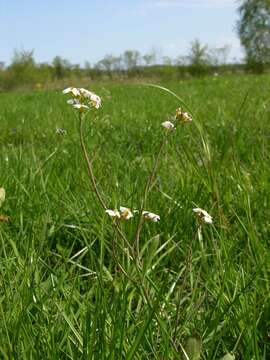 Arabidopsis arenosa (L.) Lawalrée的圖片