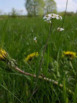 Arabidopsis arenosa (L.) Lawalrée的圖片