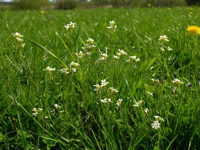 Plancia ëd Arabidopsis arenosa (L.) Lawalrée