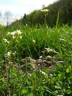 Arabidopsis arenosa (L.) Lawalrée的圖片