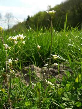 Arabidopsis arenosa (L.) Lawalrée的圖片