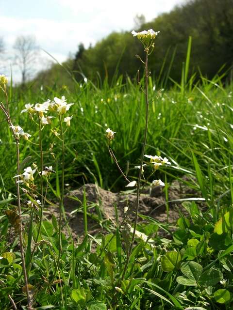 Plancia ëd Arabidopsis arenosa (L.) Lawalrée