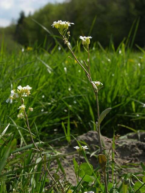 Arabidopsis arenosa (L.) Lawalrée的圖片