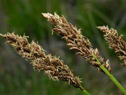 Image of fibrous tussock-sedge