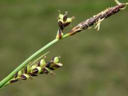 Image of carnation sedge