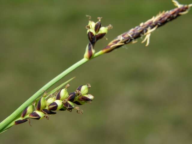 Image of carnation sedge