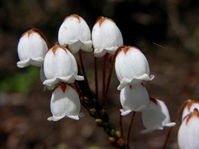 Image of Cassiope