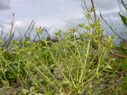 Image of mouse-ear chickweed