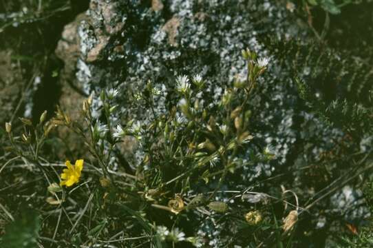 Plancia ëd Cerastium glutinosum Fries