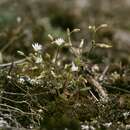 Image of European chickweed