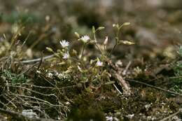 Image of European chickweed