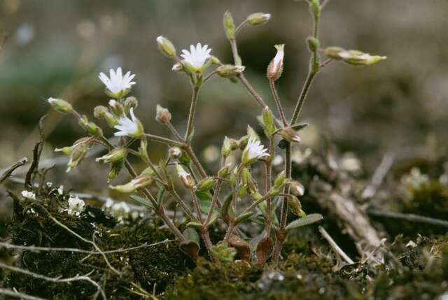 Image of European chickweed