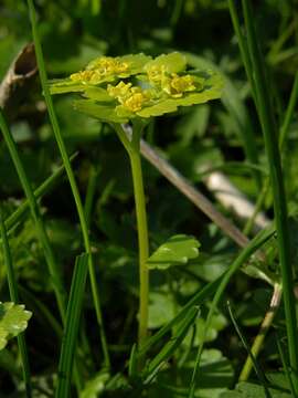 Plancia ëd Chrysosplenium