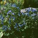 Image de Corydalis cashmeriana Royle