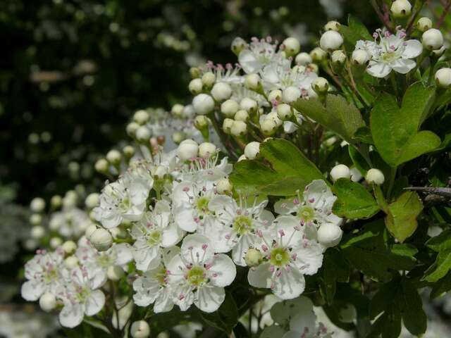 Image of Hawthorn