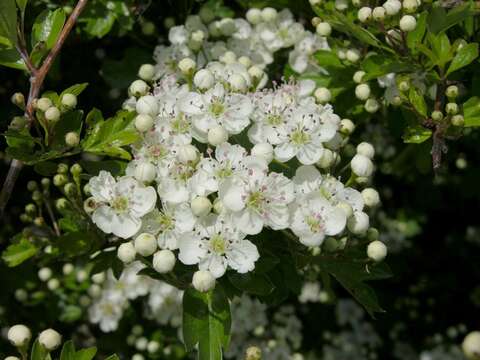 Image of Hawthorn